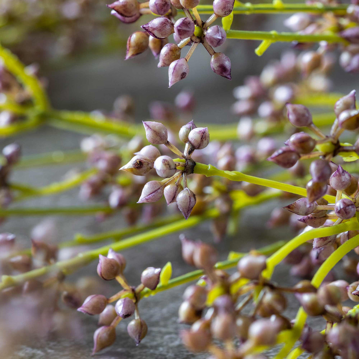 Artificial Succulent Bunch, Blush