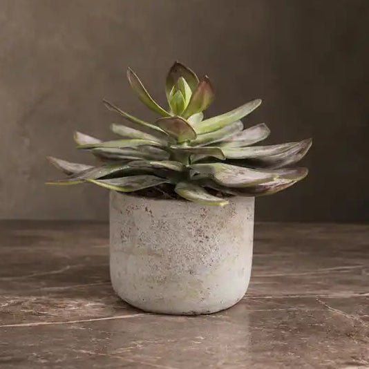 Echeveria Green Prince