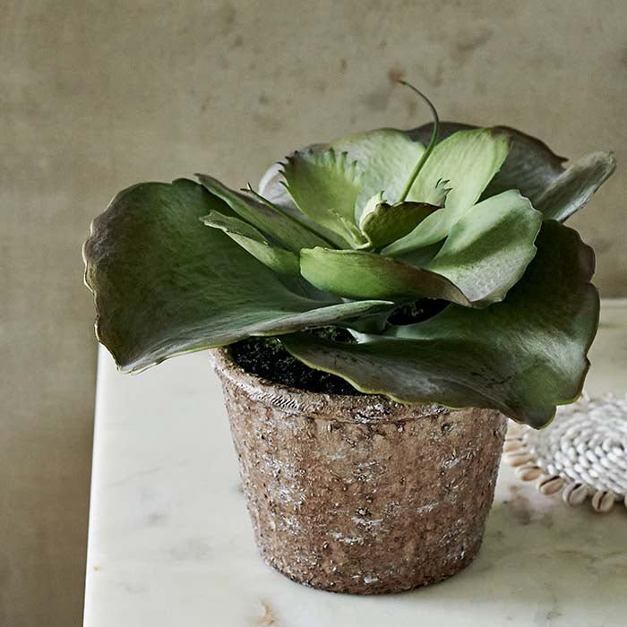 Artificial Echeveria Crinoline