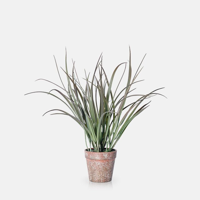 Ombre Grass in Pot