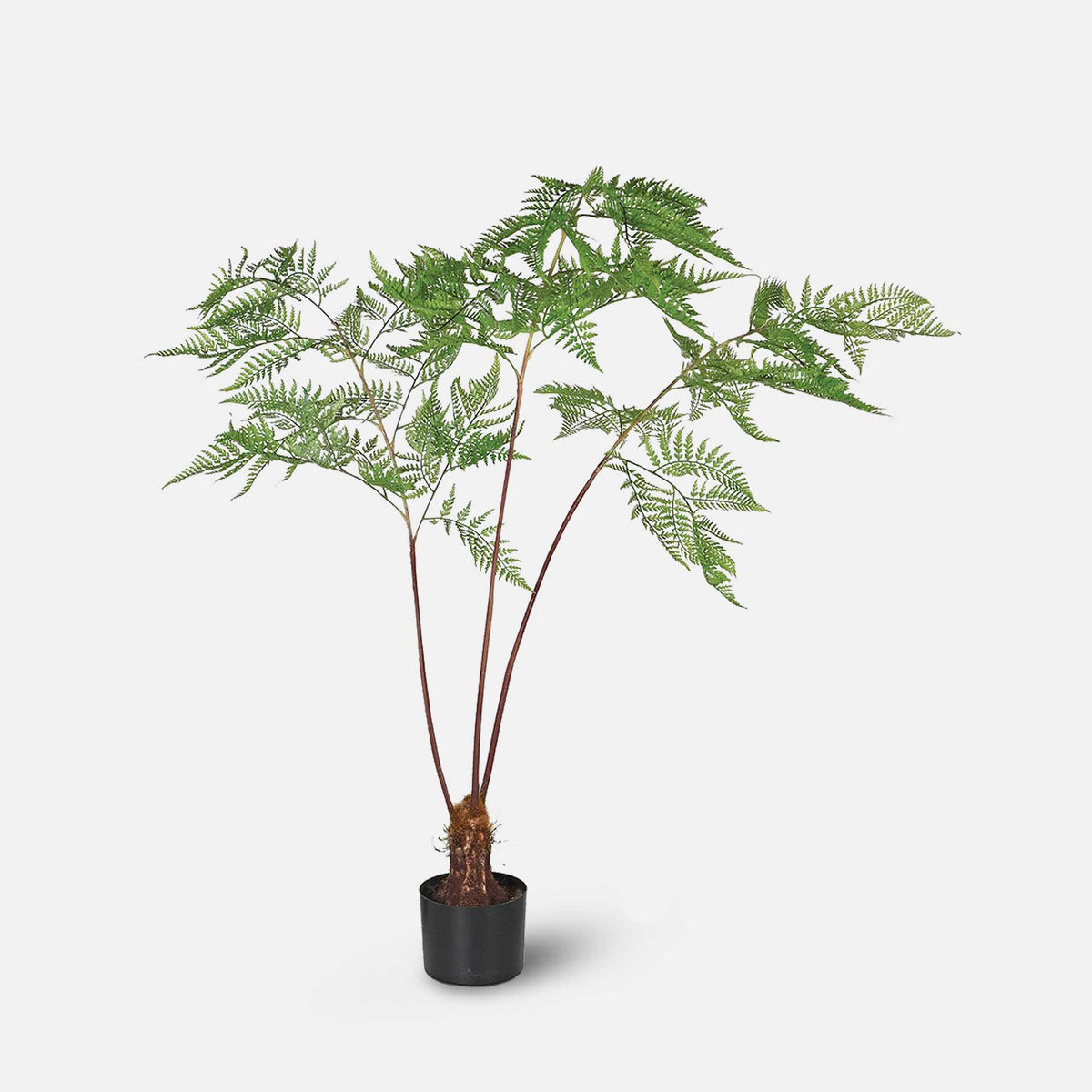 Artificial fern sword potted faux fake plant cutout tall green black pot realistic Abigail Ahern