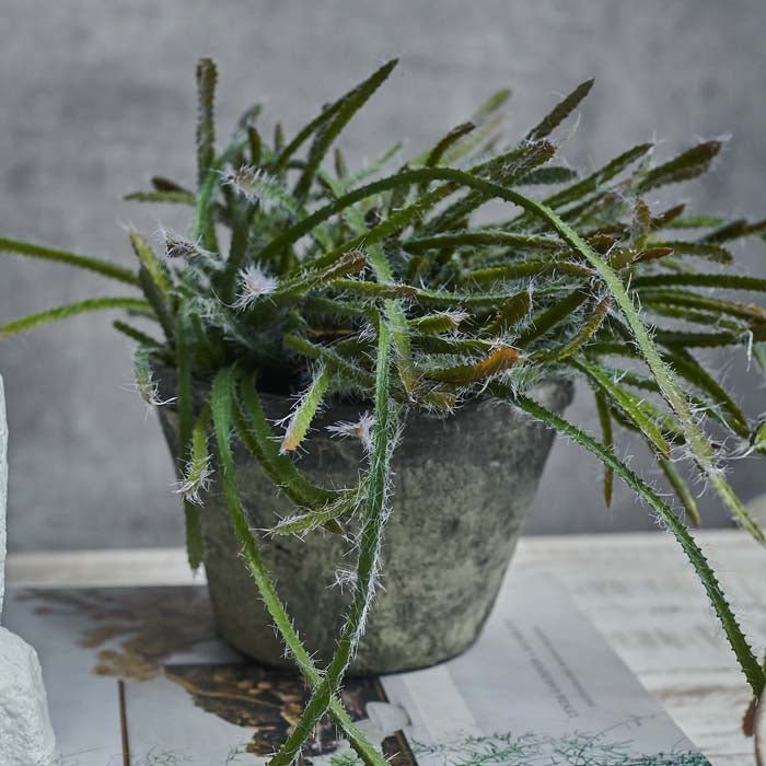 types of trailing cactus Artificial Trailing Cactus in Pot
