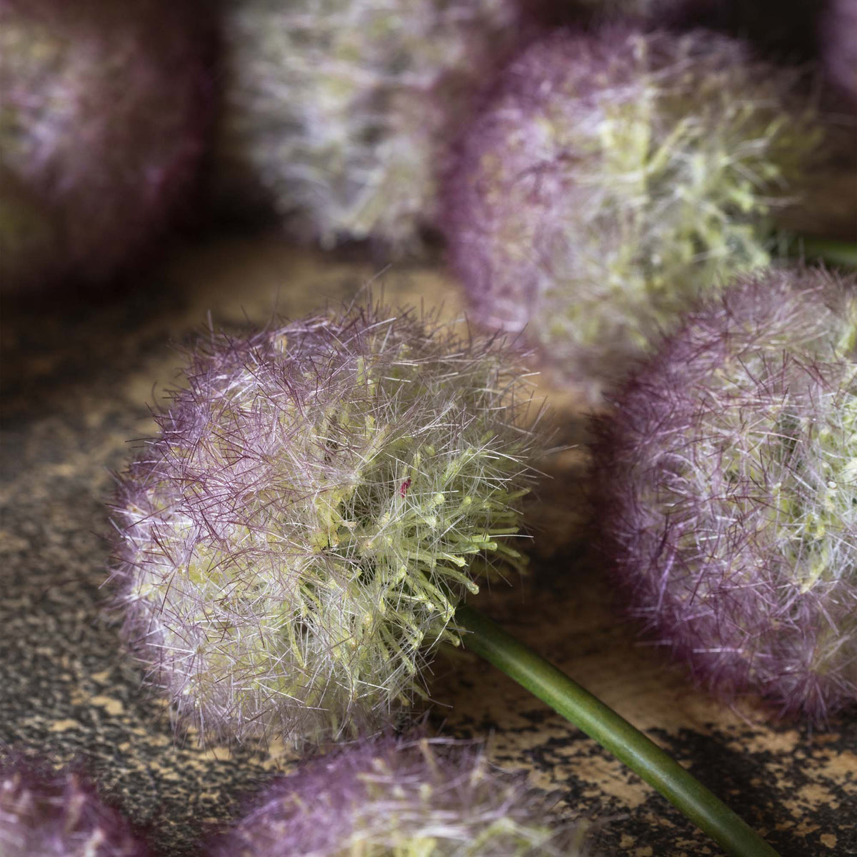 Artificial Allium, Sunset