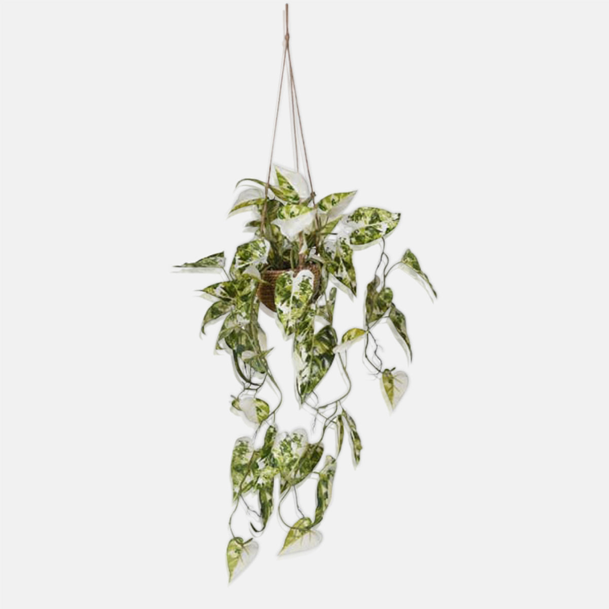 Artificial Anthurium in Hanging Pot