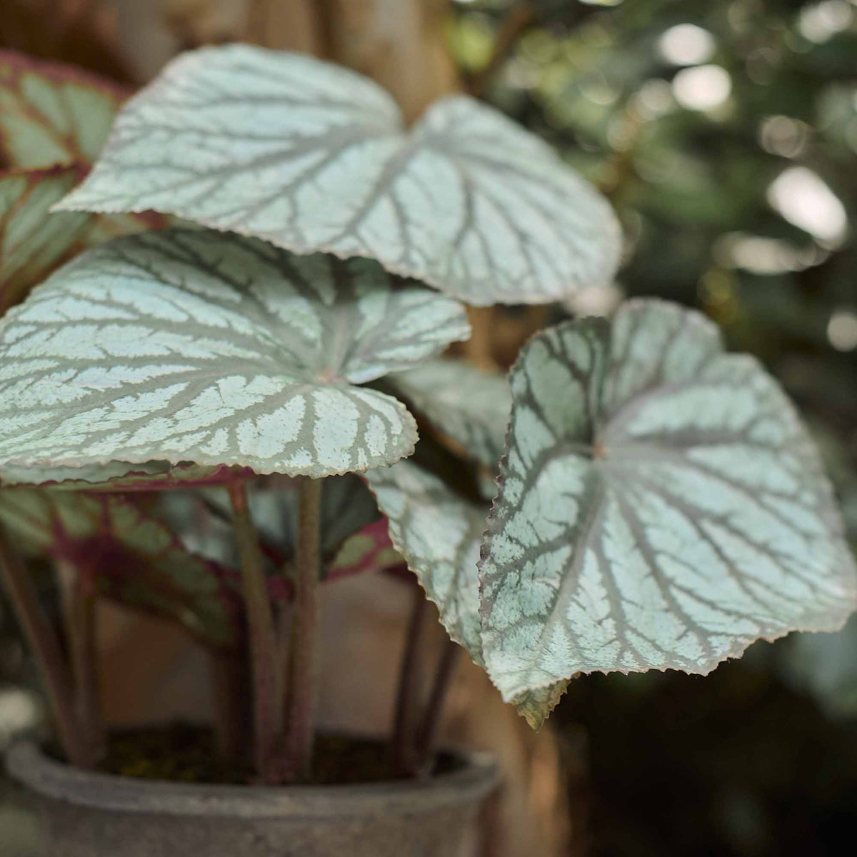 A closeup of the deep green and red hued leaves of the Artificial Begonia in Pot.