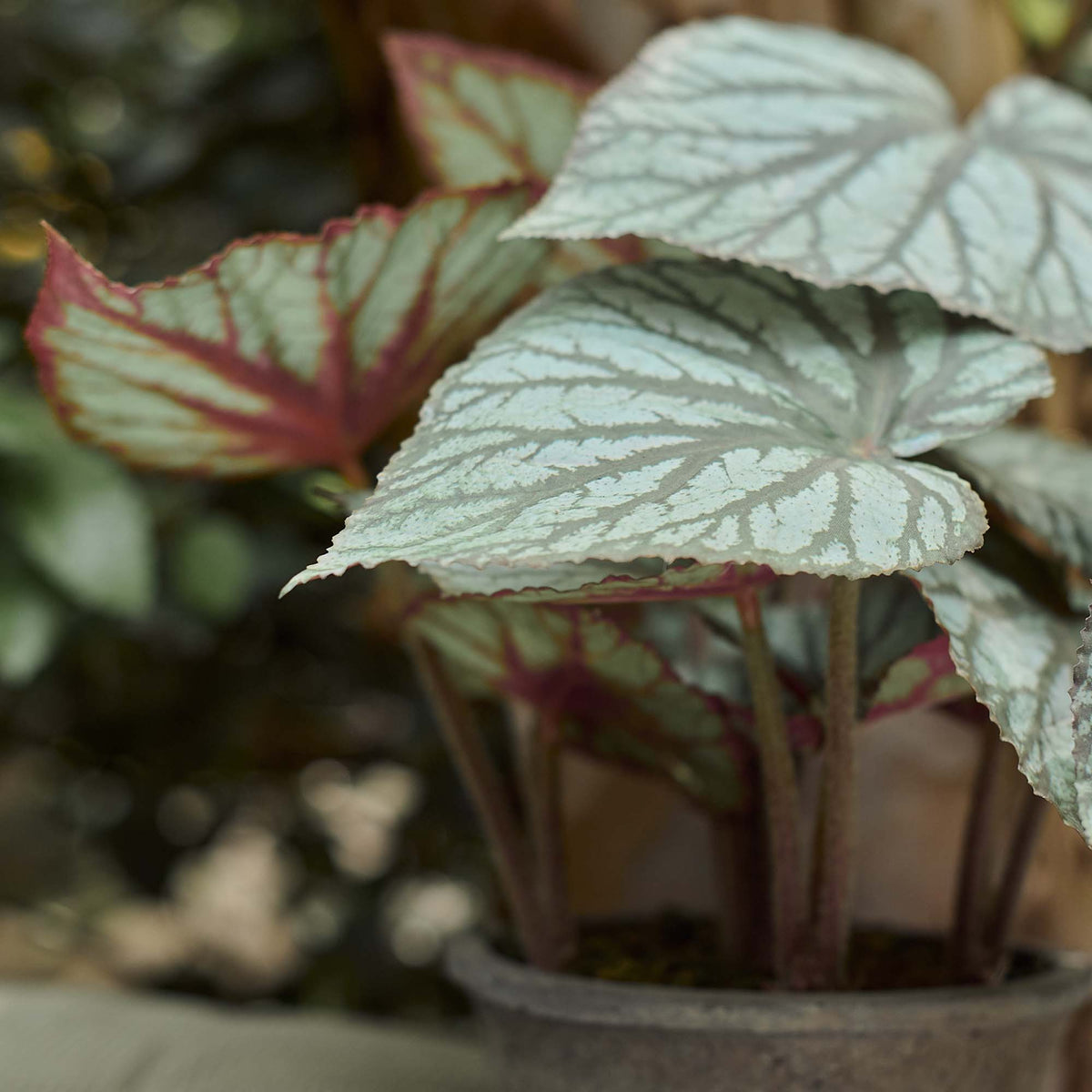 The Artificial Begonia in Pot, an ultra realistic faux potted plant in deep green and red hues.