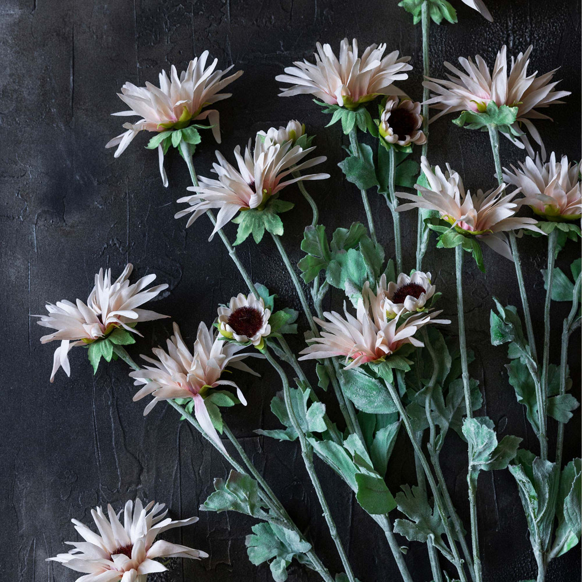 Artificial Chrysanthemum, Blush