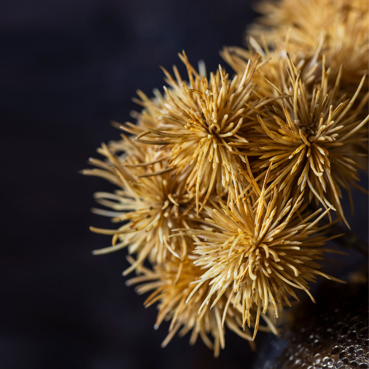 Artificial Marron Bunch