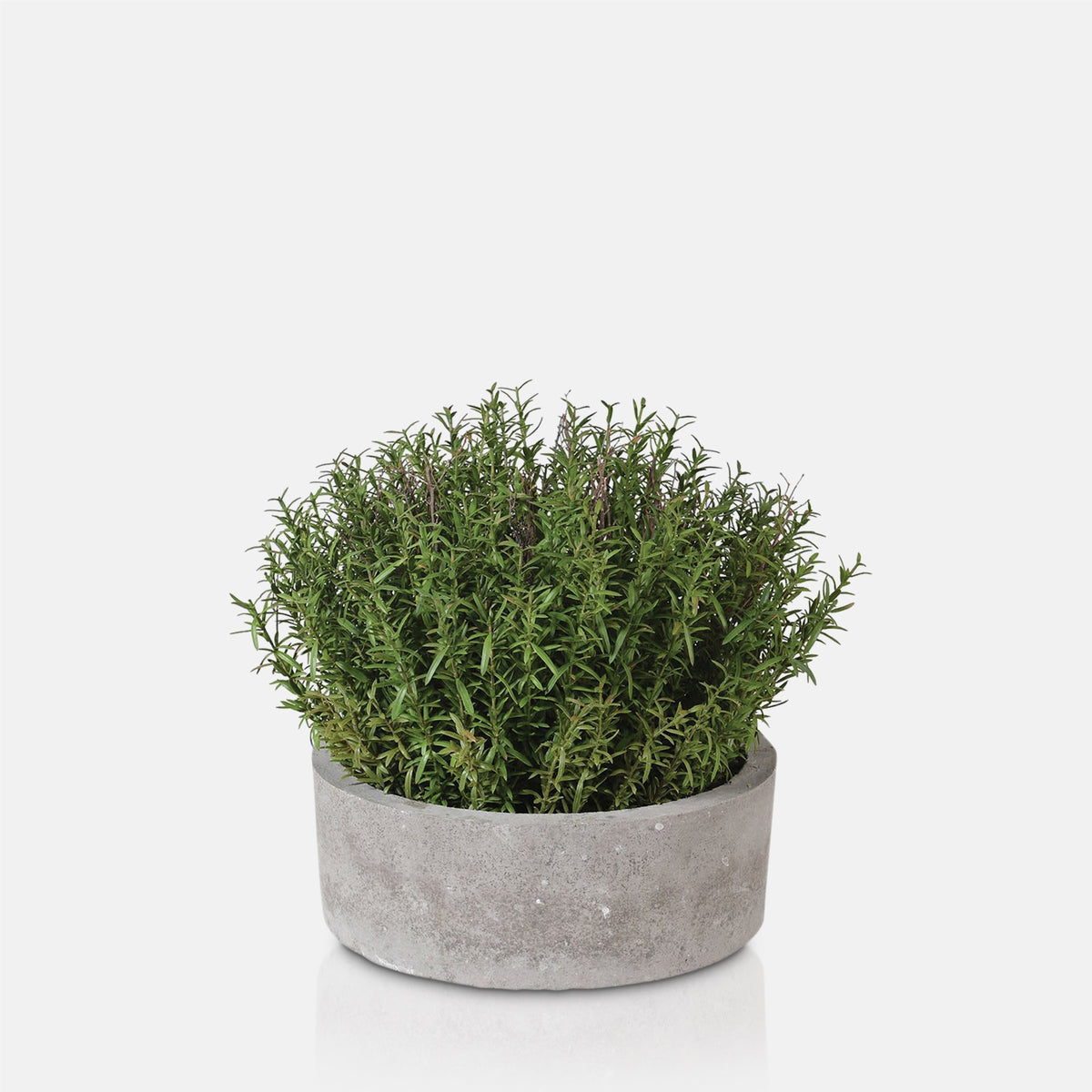 Artificial Rosemary Plant