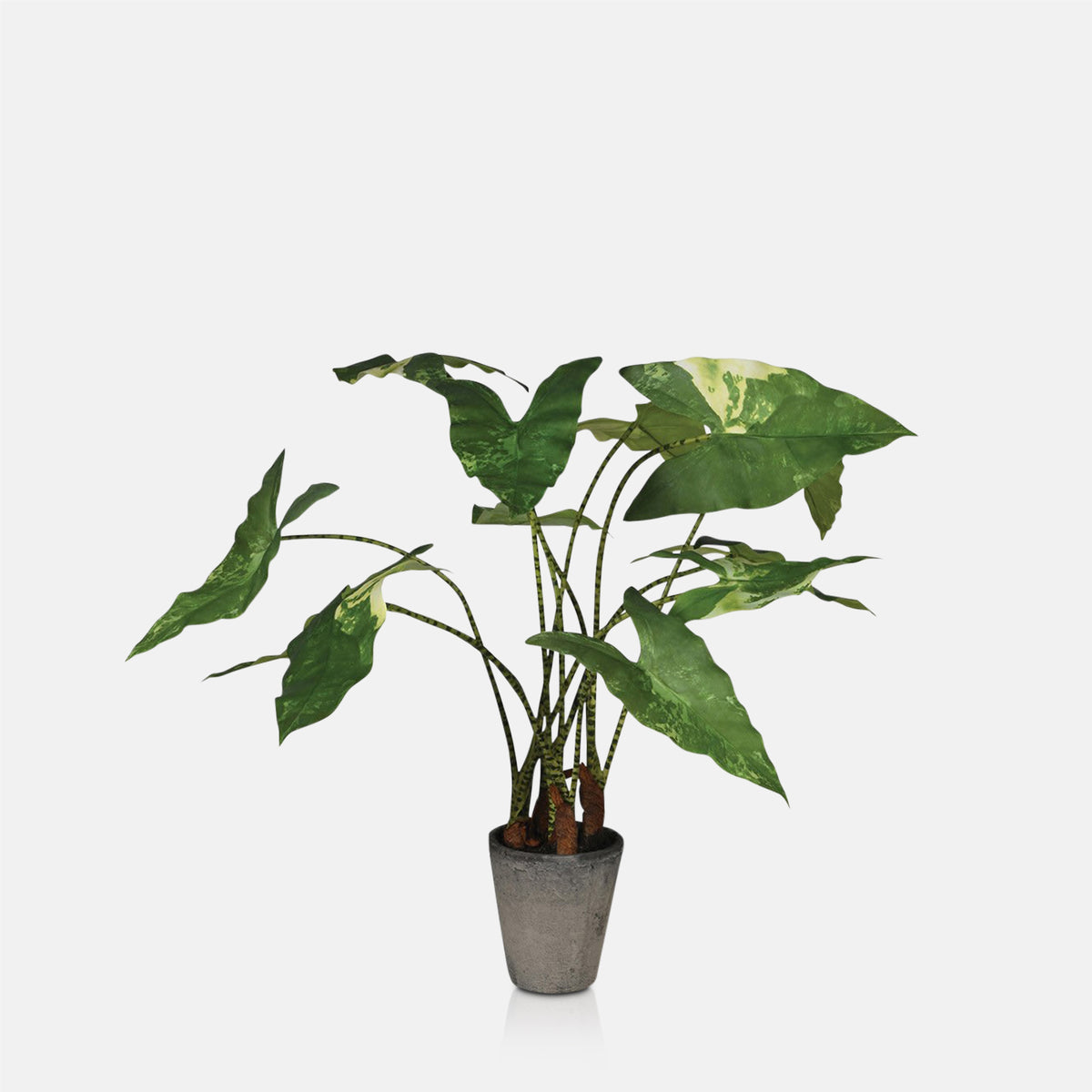 Artificial Variegated Zebra Plant - Medium