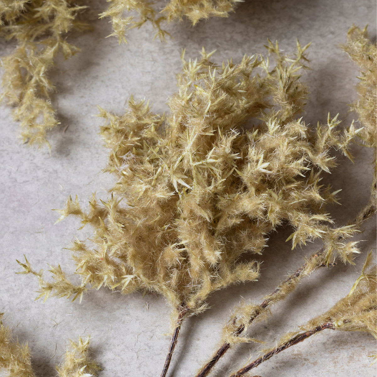Artificial Wild Fog Grass, Buff