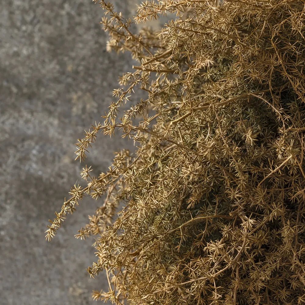 Dried asparagus wreath reveals fine russet branches and delicate clustered foliage in close view, with its airy texture silhouetted against a mottled grey background.