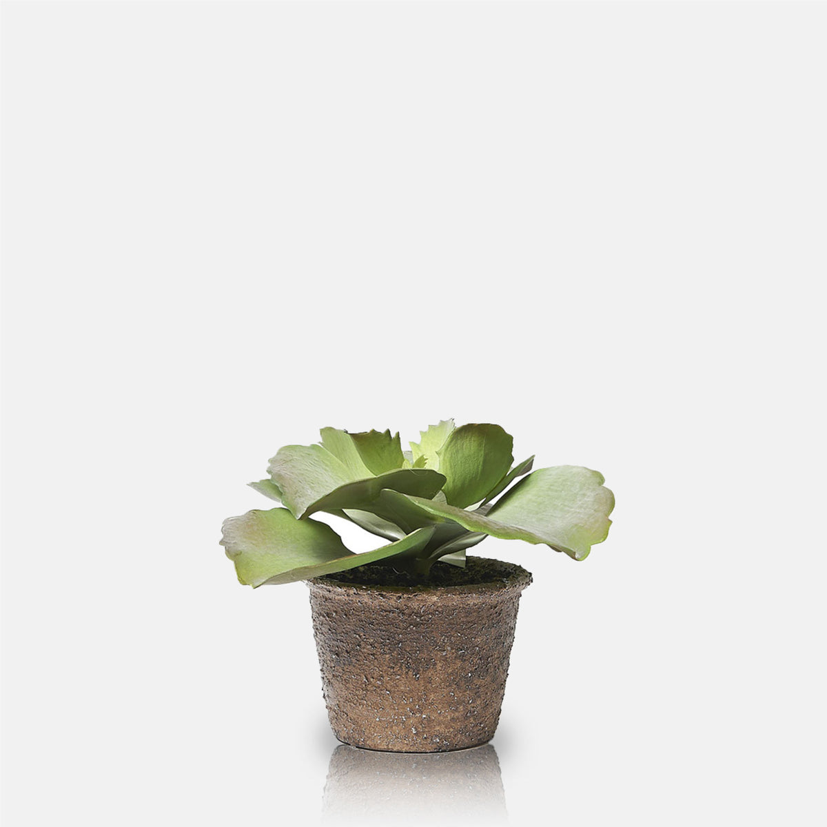 Artificial Echeveria Crinoline