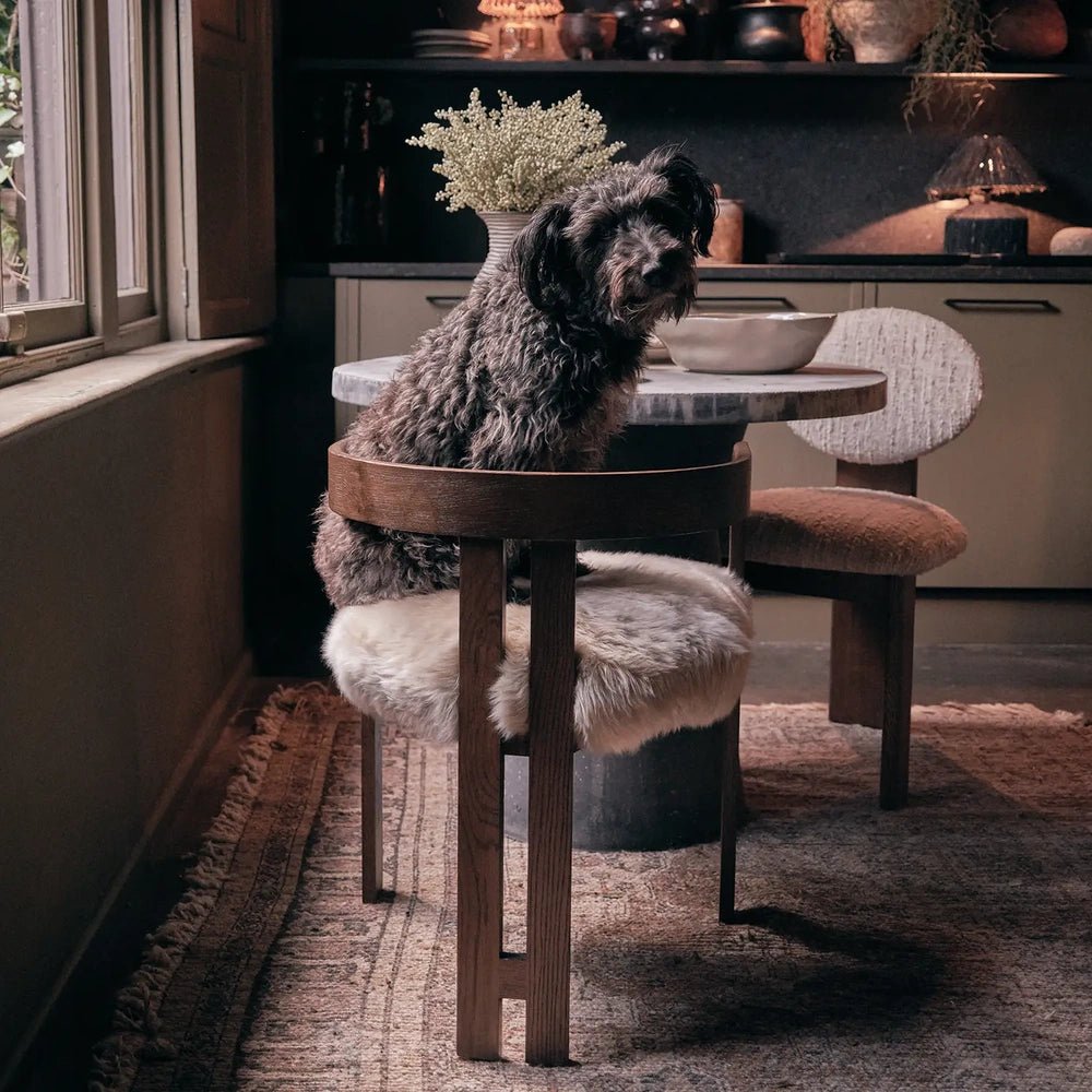 Loxford Sheepskin Dining Chair has a curved wooden back and fluffy pale seat, styled with a dark shaggy throw beside a round dining table.