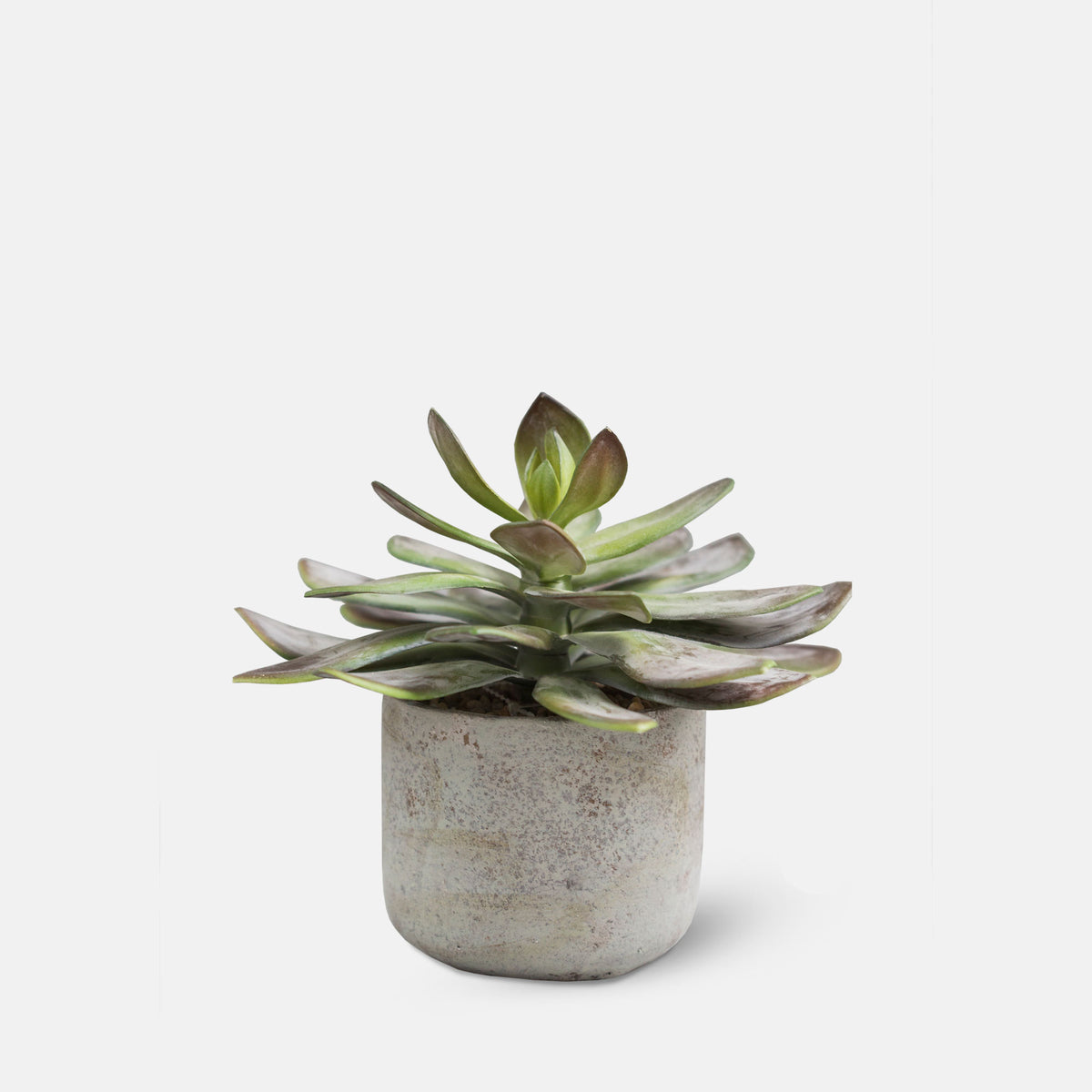 Echeveria Green Prince