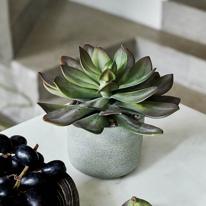 Tiered green succulent sat in a textured light grey pot