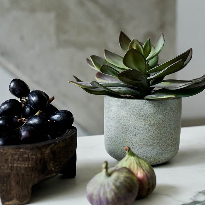 Green leaved succulent in a light grey pot next to a fruit bowl