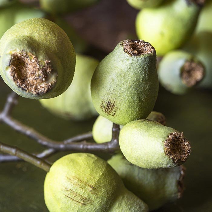 Green and brown eucalyptus seed pods in multiple sizes on a branch stem