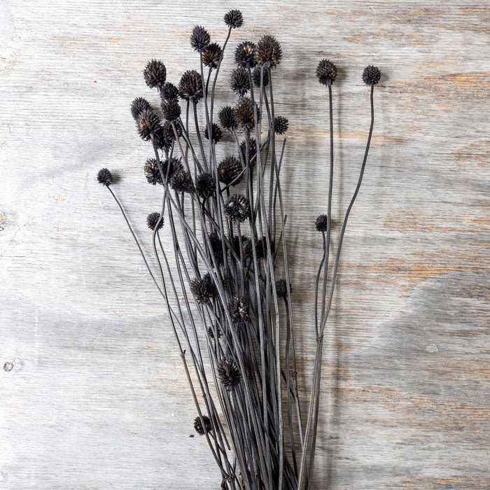Dried allium stems in black colour. These are perfect for dried allium flower arrangements.