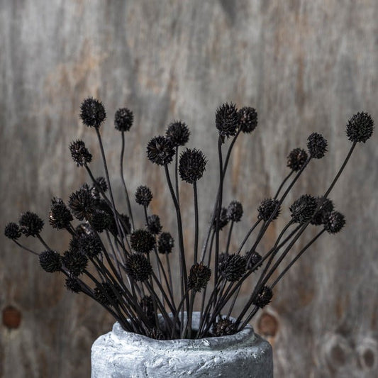 Dried black allium seed heads in stoneware vase.