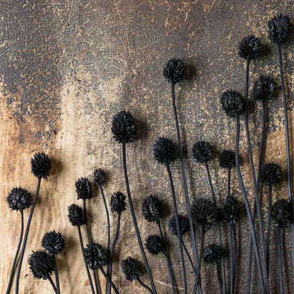 Dried black allium seed heads.