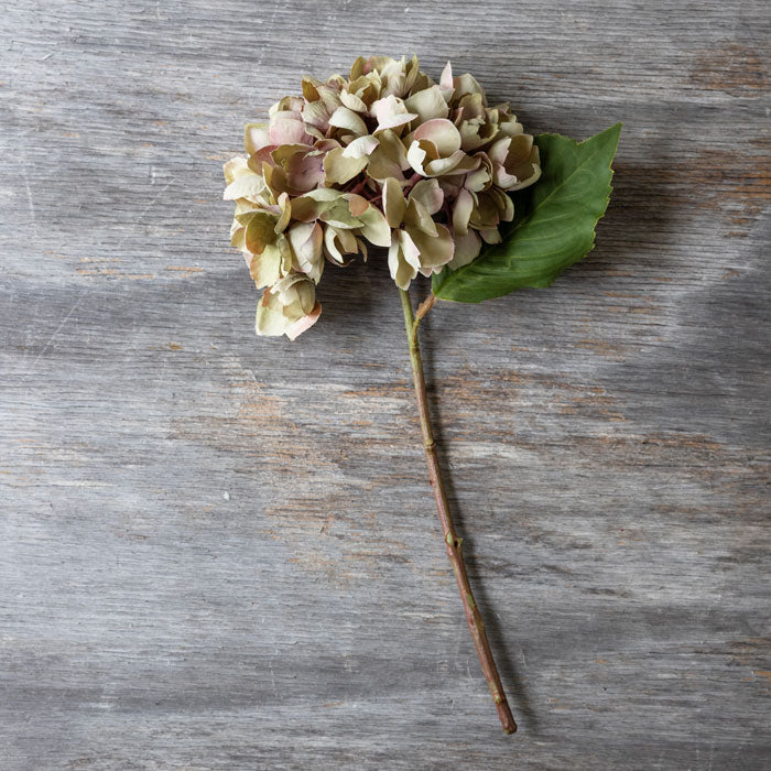 Artificial hydrangea flower with pink-tinged creamy green head, brown stem and single green leaf.