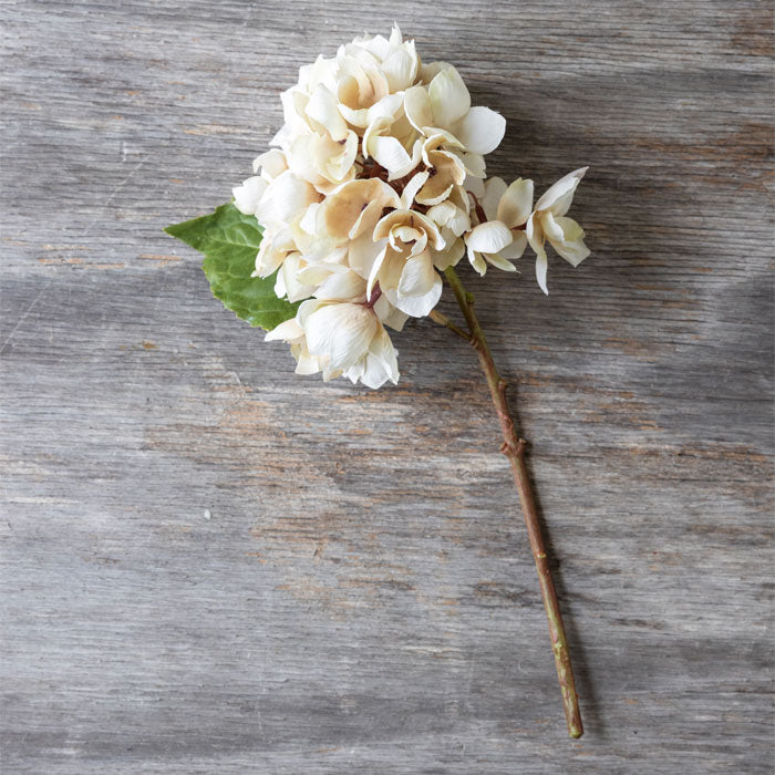 Artificial hydrangea stem with cream flower head, brown stem and single green leaf.