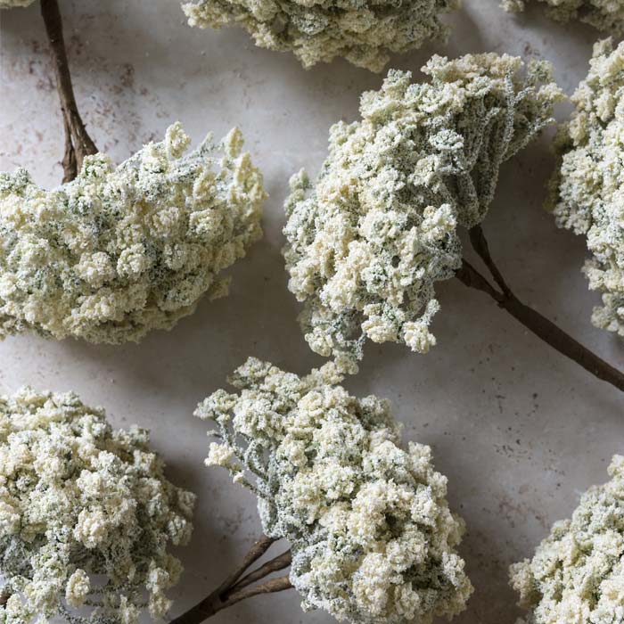 Artificial Yarrow Stem Cream
