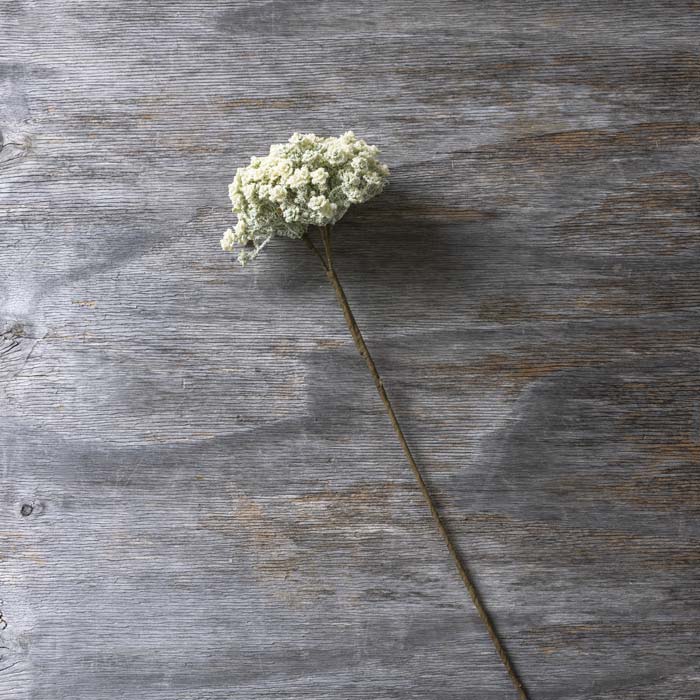Artificial Yarrow Stem Cream