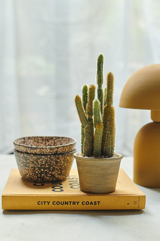 Cereus Cactus in Pot