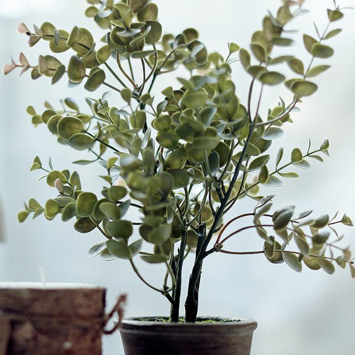 A small green eucalypts bush in a pot.