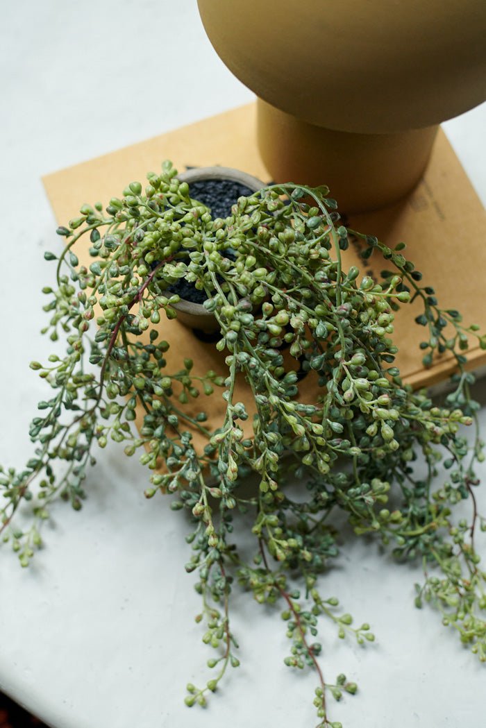 Artificial Trailing String of Beads | Faux Plants | Abigail Ahern