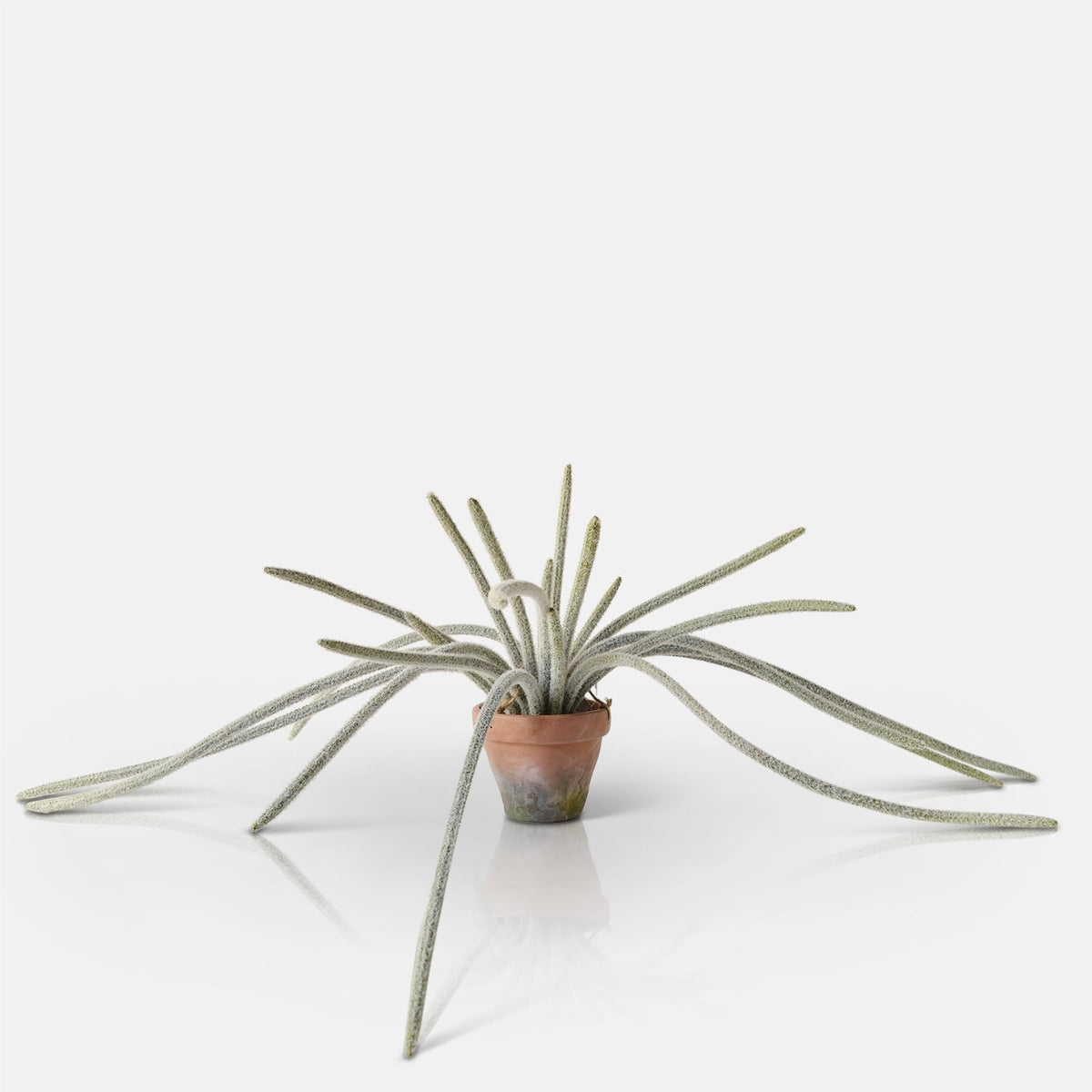 Artificial Trailing Monkey Tail Cactus