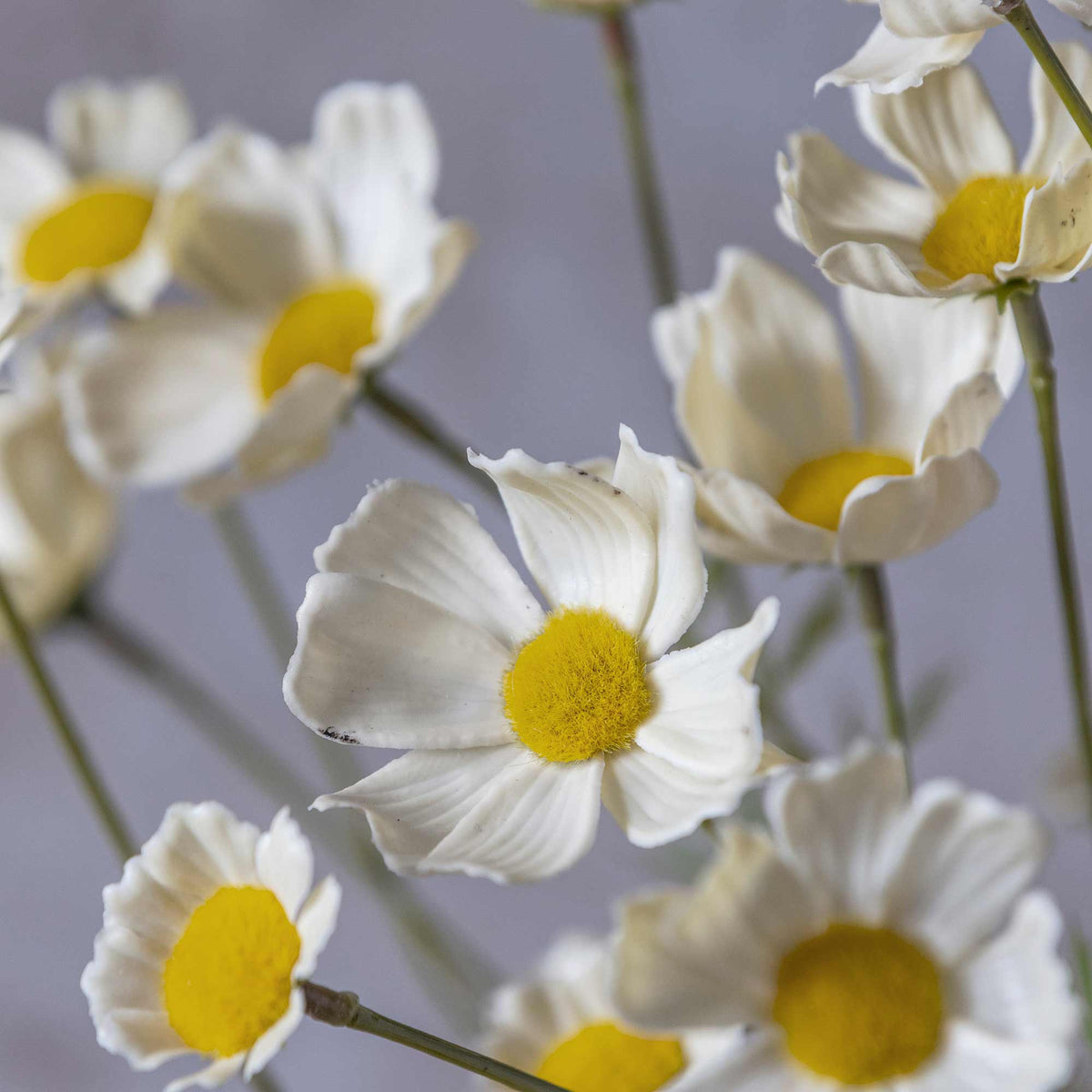 Artificial Cosmos Meadow, Buttermilk