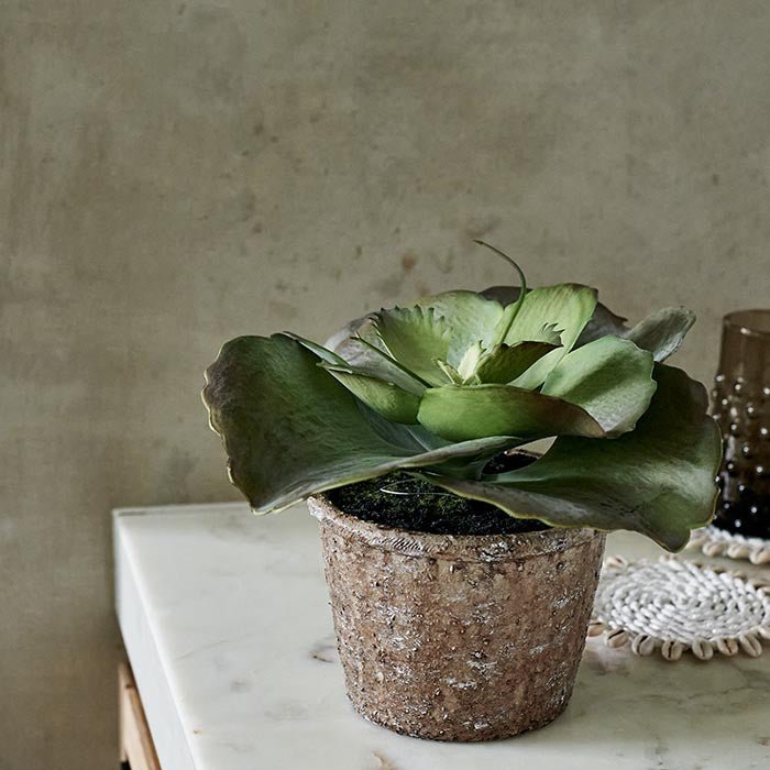 Artificial Echeveria Crinoline