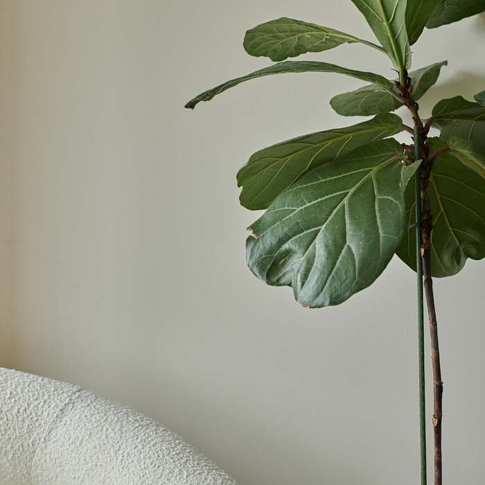 Painted wall in elder designer paint by Abigail Ahern, styled with a large houseplant.