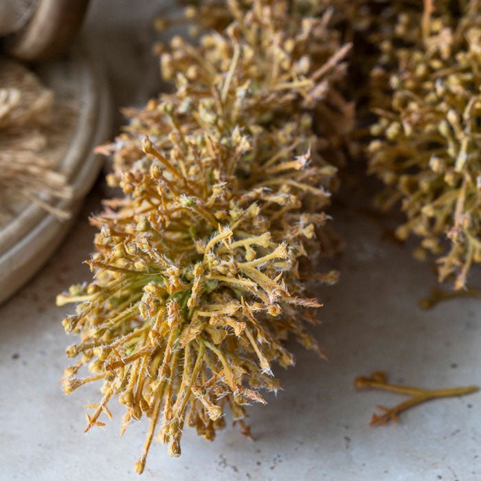 Detail image of the spiky texture of the brown heads on a faux foxtail lily stem.