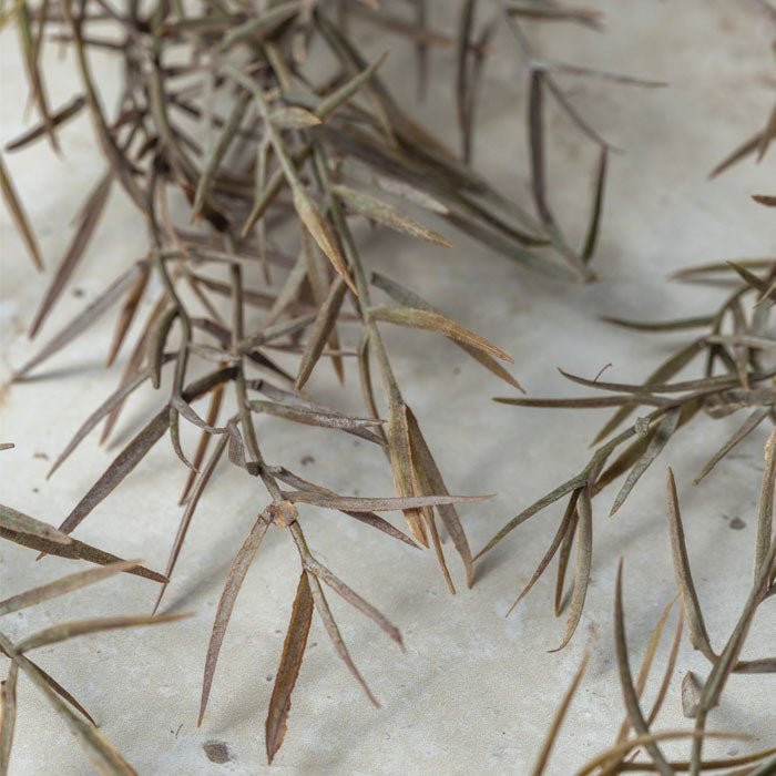 Very close image of Faux Honey Bracelet stem in a soft green and rust colour, a beautiful faux plant that is perfect combined with other lifelike artificial flowers from Abigail Ahern, a trusted interior designer.