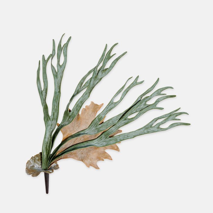 Cutout image on a white background of a faux Staghorn fern with some green leaves and one large brown one.