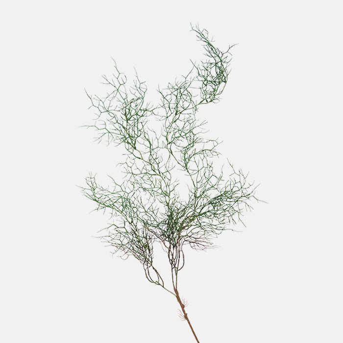 Cutout of a single stem of green faux trailing asparagus fern with a spiky texture.