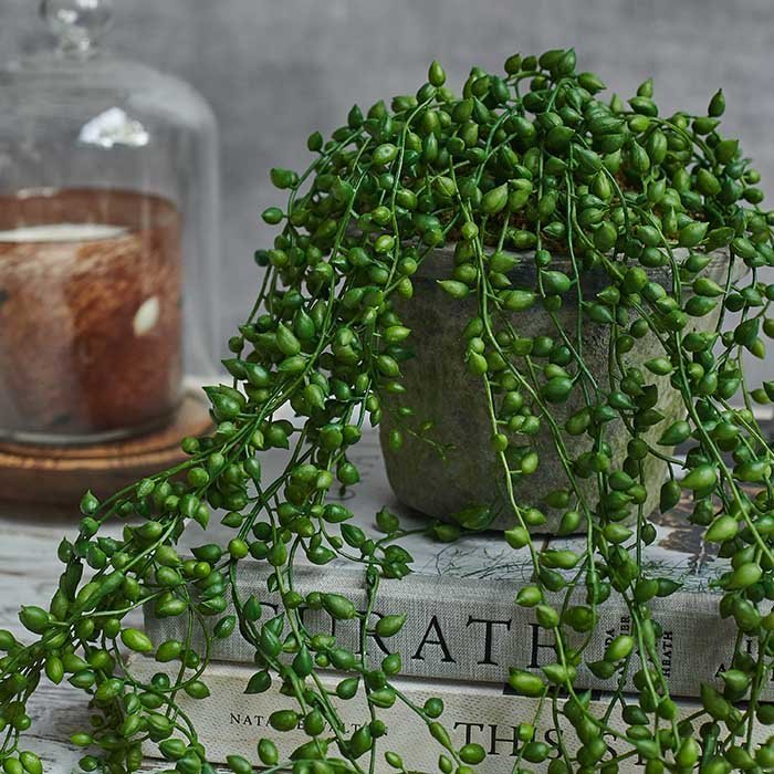 Artificial trailing string of pearls potted faux fake plant green beaded succulent realistic styled