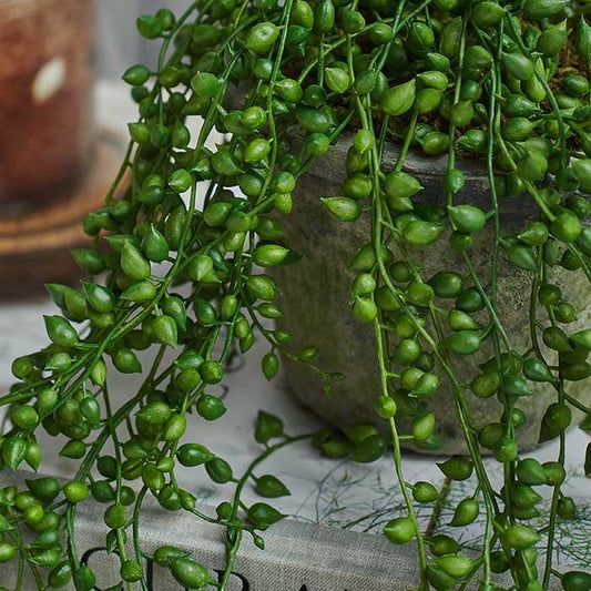Trailing String of Pearls