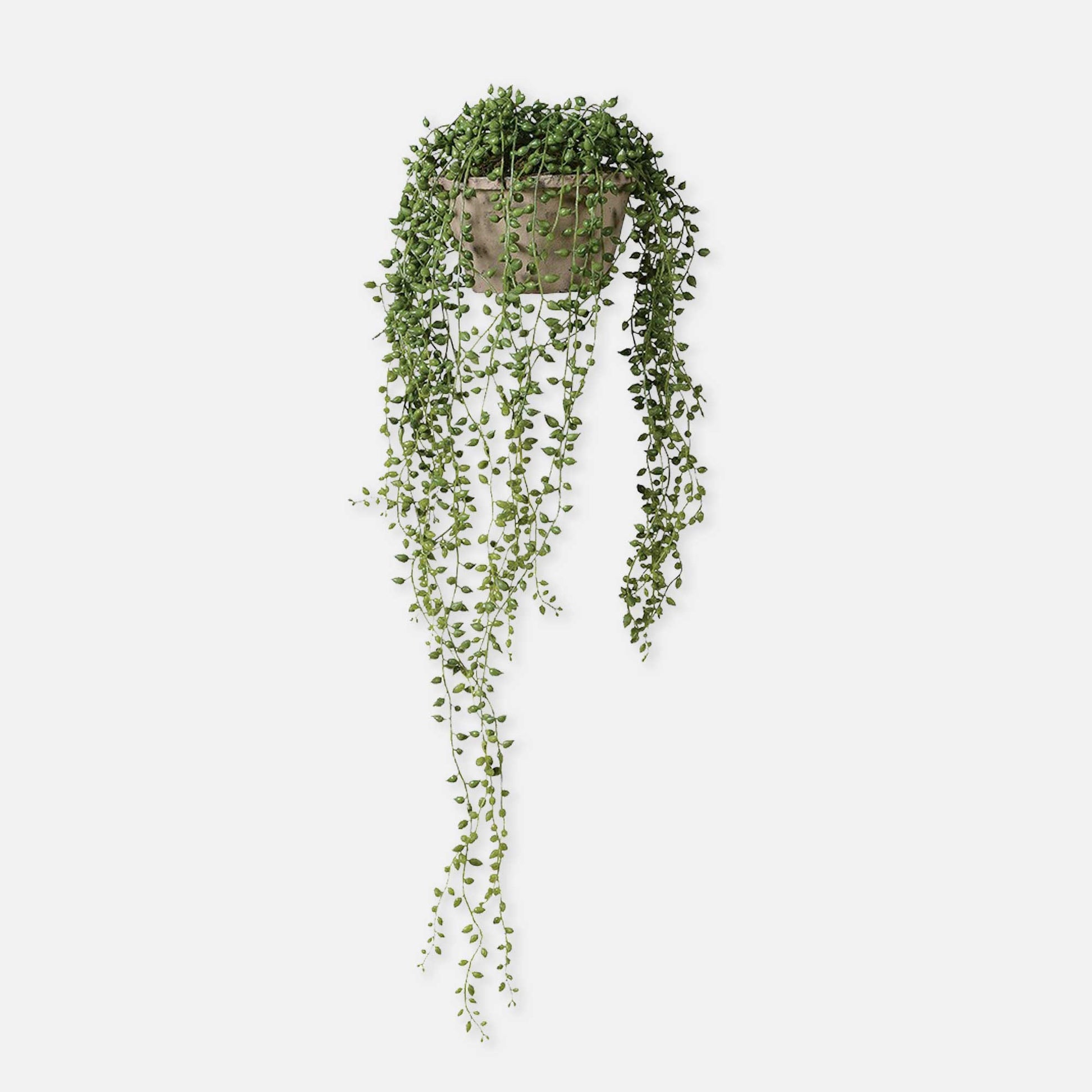 Artificial string of pearls succulent plant set in grey concrete style pot.