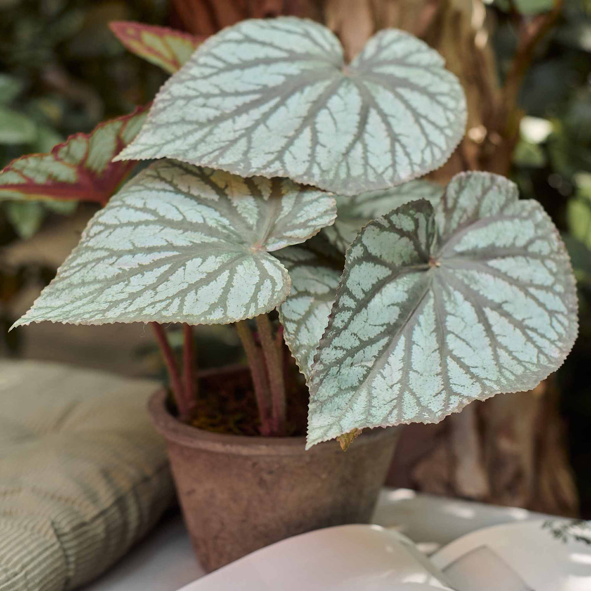 A closeup of the deep green and red hued leaves of the Artificial Begonia in Pot.