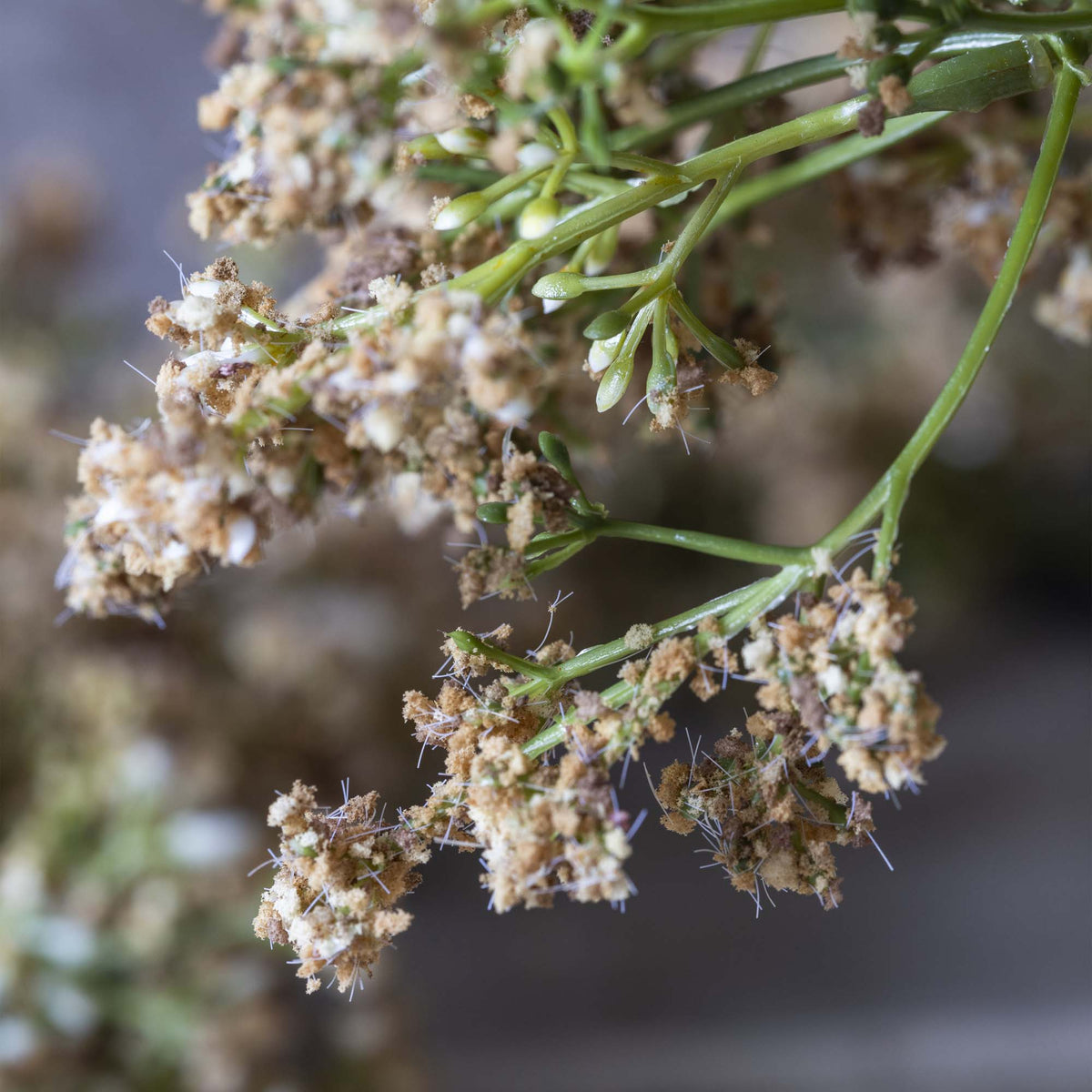 Close-up of a plant with small flowers and green leaves against a blurred background