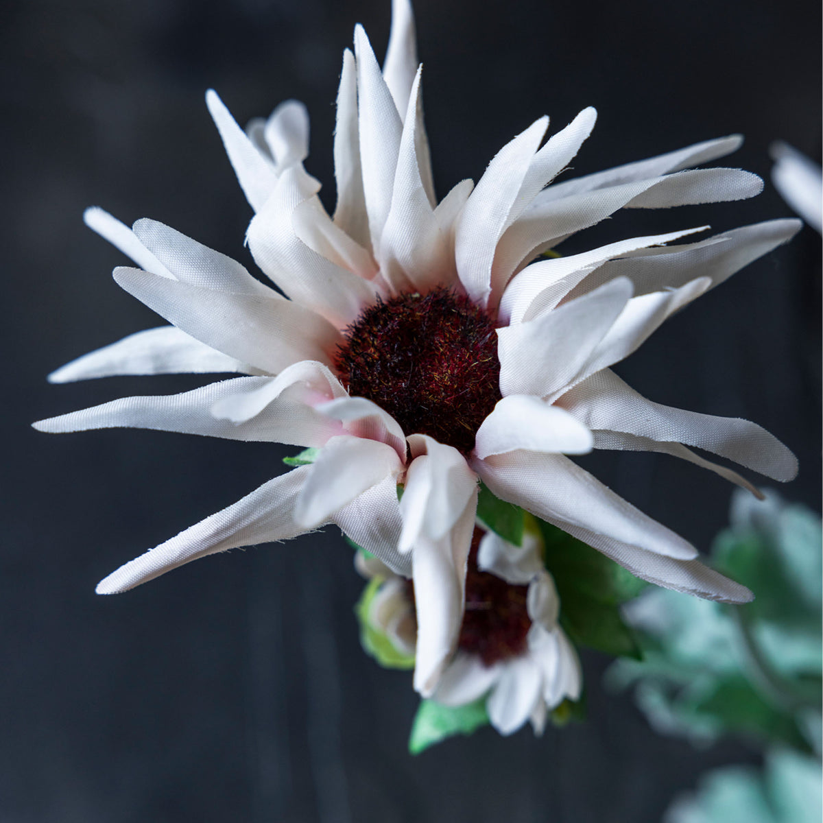 Artificial Chrysanthemum, Blush