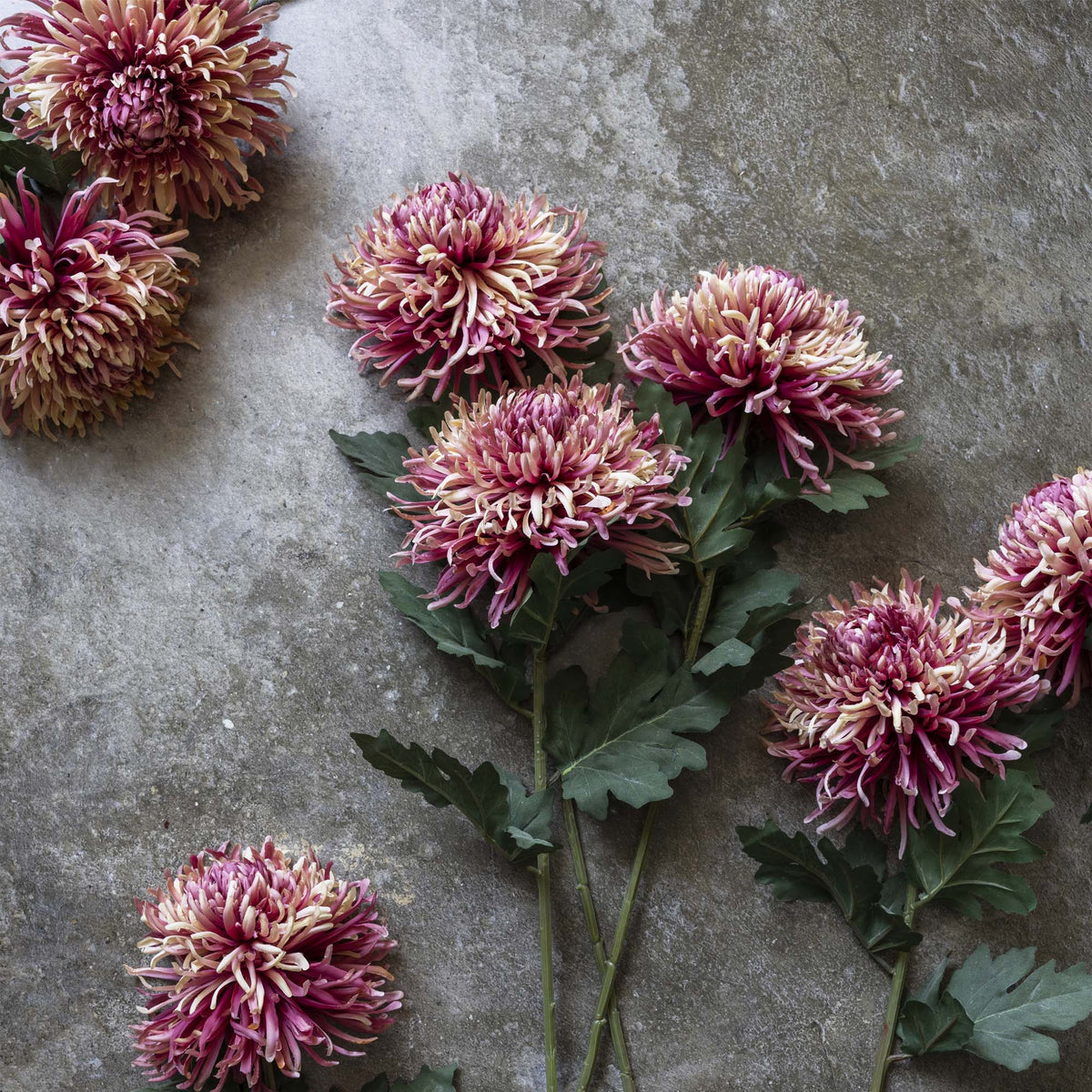 Artificial Chrysanthemum, Sunset