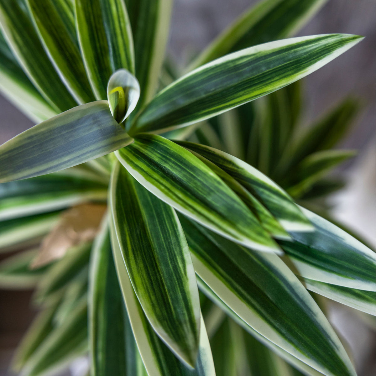 Artificial Dracena