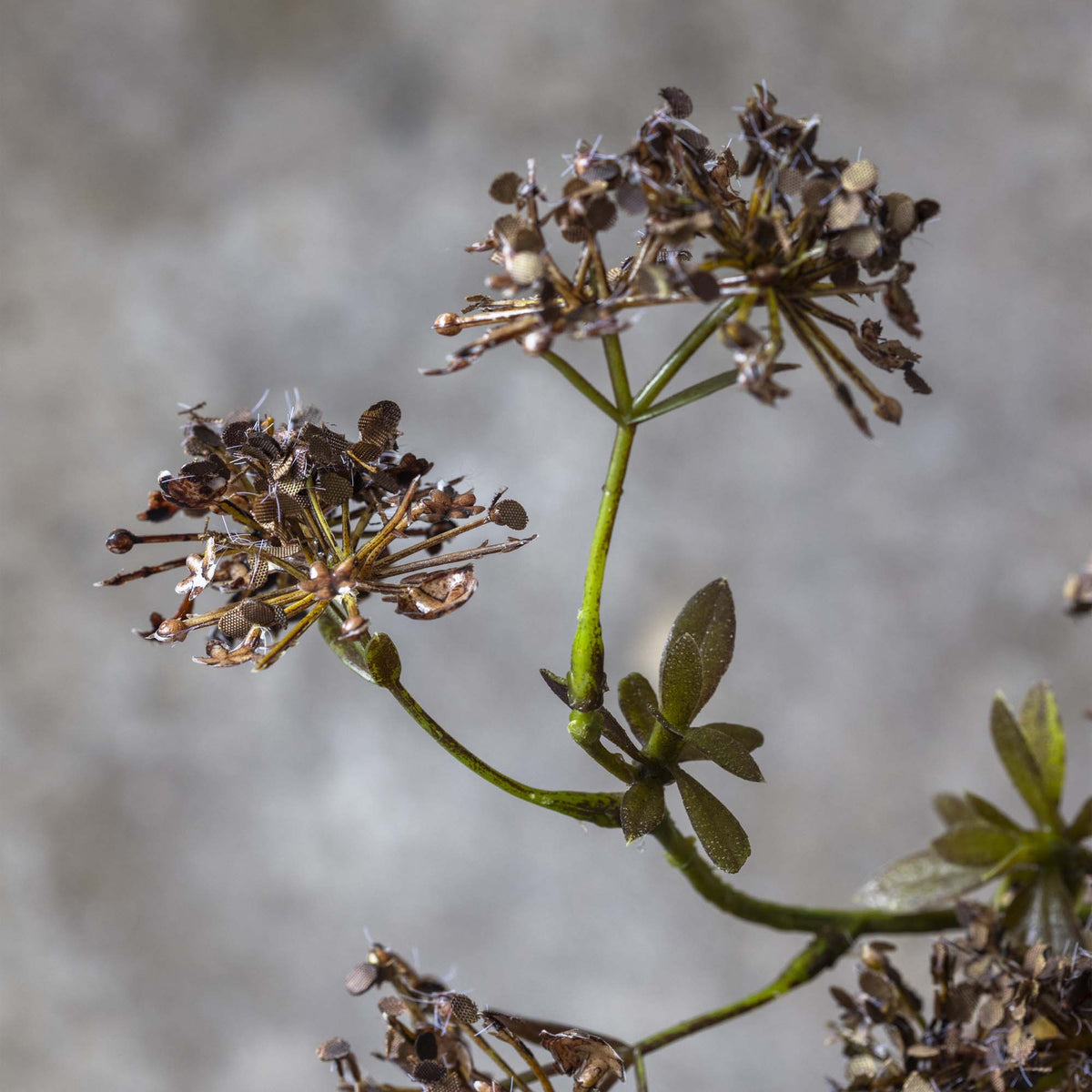 Artificial Hogweed