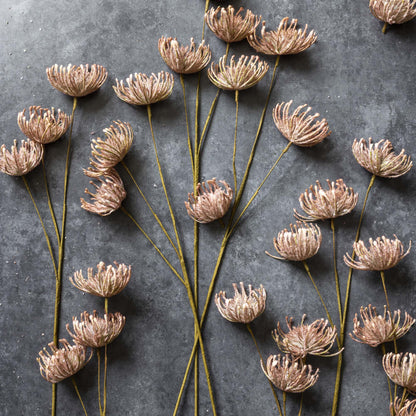 Artificial Leucospermum, Blush